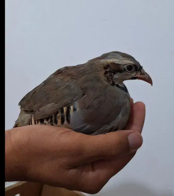 مرغ پرورشی حاجی آباد|پرنده|حاجی آباد, |دیوار