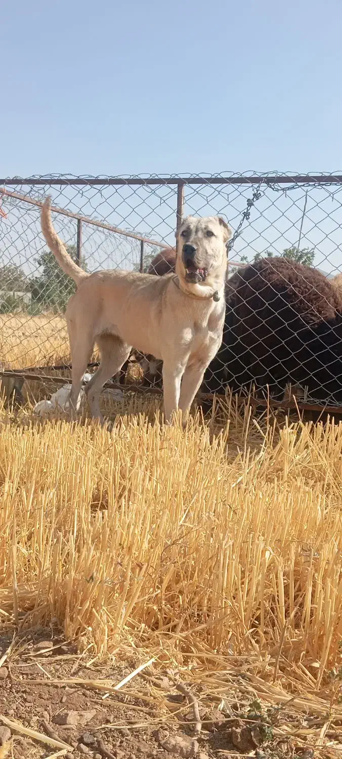 سگ سرابی|سگ|خنداب, |دیوار