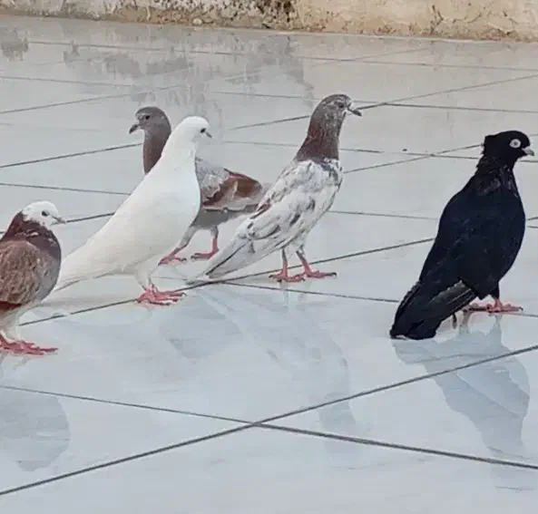 کبوتر اصل به شرط|پرنده|بندر امام خمینی, |دیوار