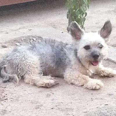 فروش سگ نژاد شیتزو شناسنامه دار|سگ|سیرجان, |دیوار