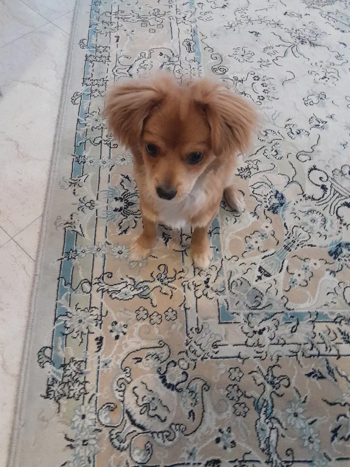 پامر خرسی میکس|سگ|تهران, تهرانسر شمالی|دیوار