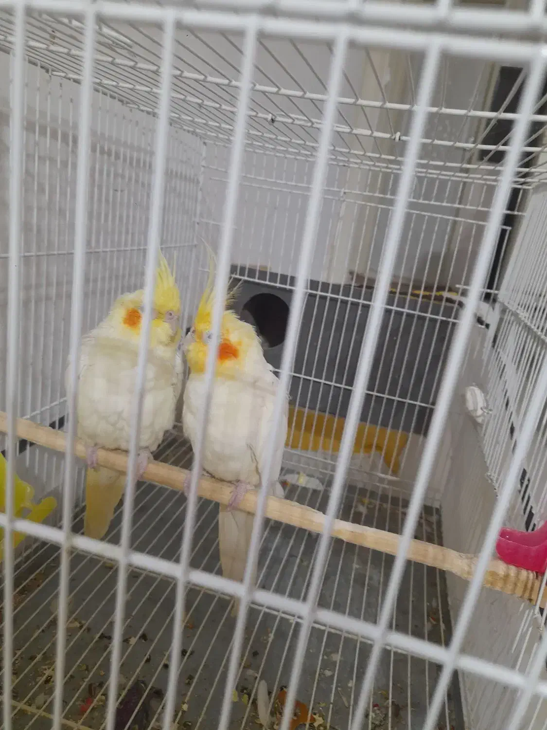 عروس  نر وماده|پرنده|تربت‌حیدریه, یحیی آباد|دیوار