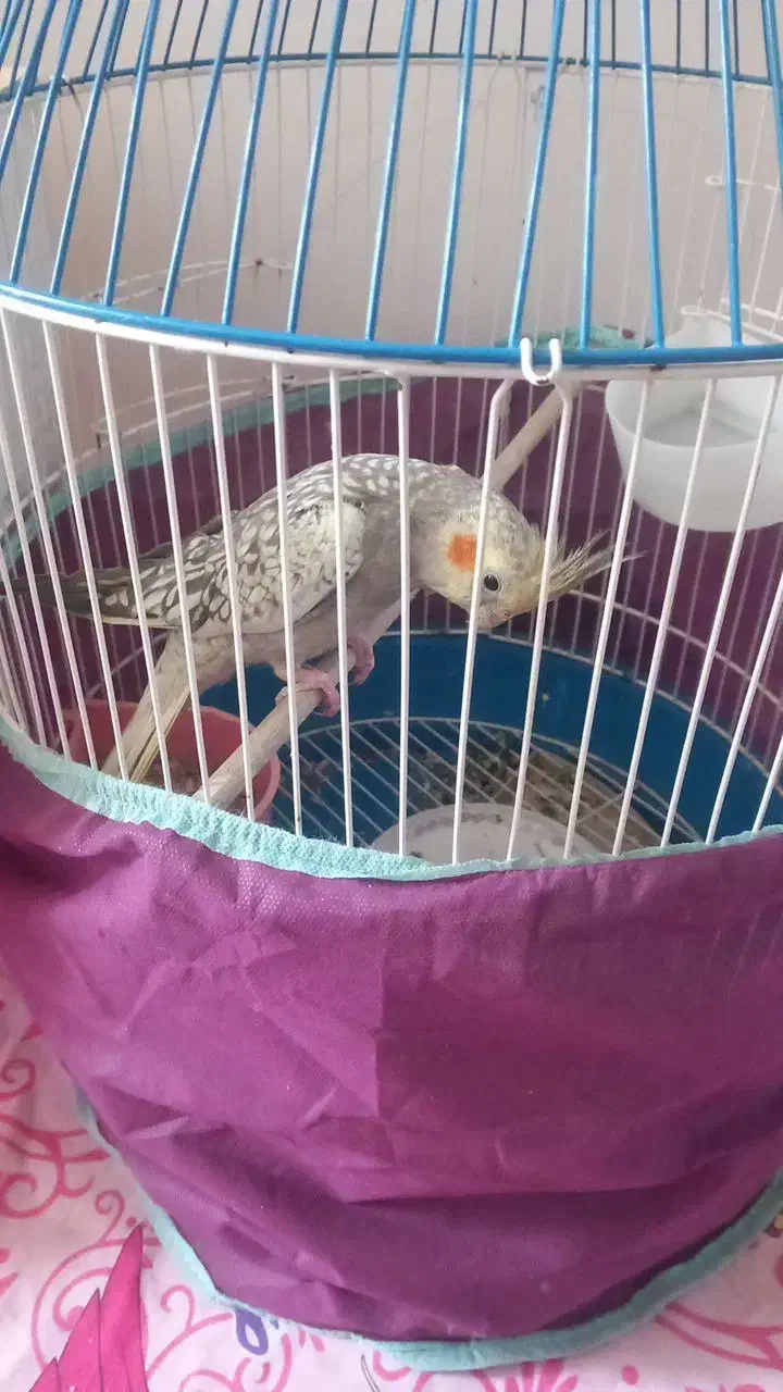 جوجه عروس هلندی نر|پرنده|محمدشهر, زیبادشت|دیوار