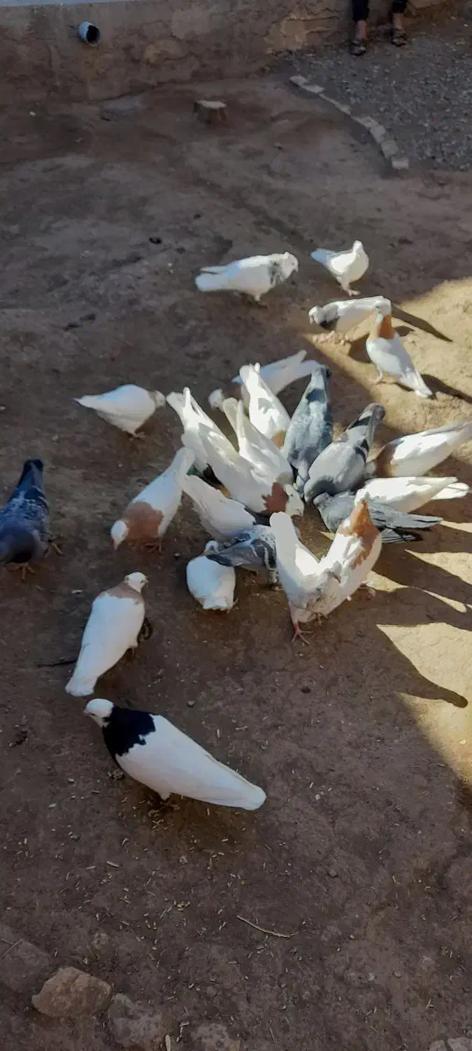 طوقی|پرنده|سبزوار, عارف|دیوار