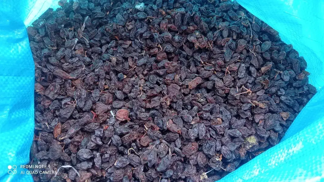 مویز رطبی|خوردنی و آشامیدنی|شیراز, کوشک بیدک|دیوار
