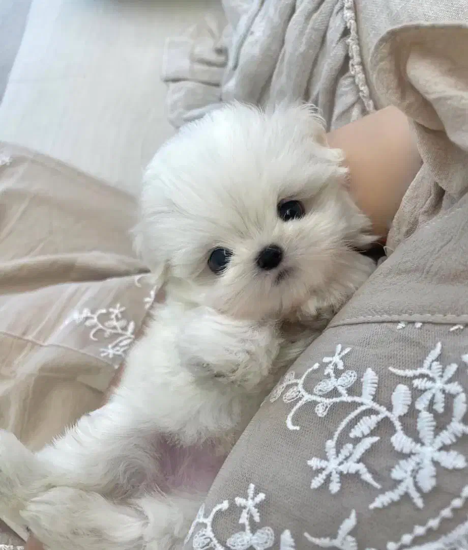 maltese مالتیز|سگ|تهران, جنتآباد مرکزی|دیوار