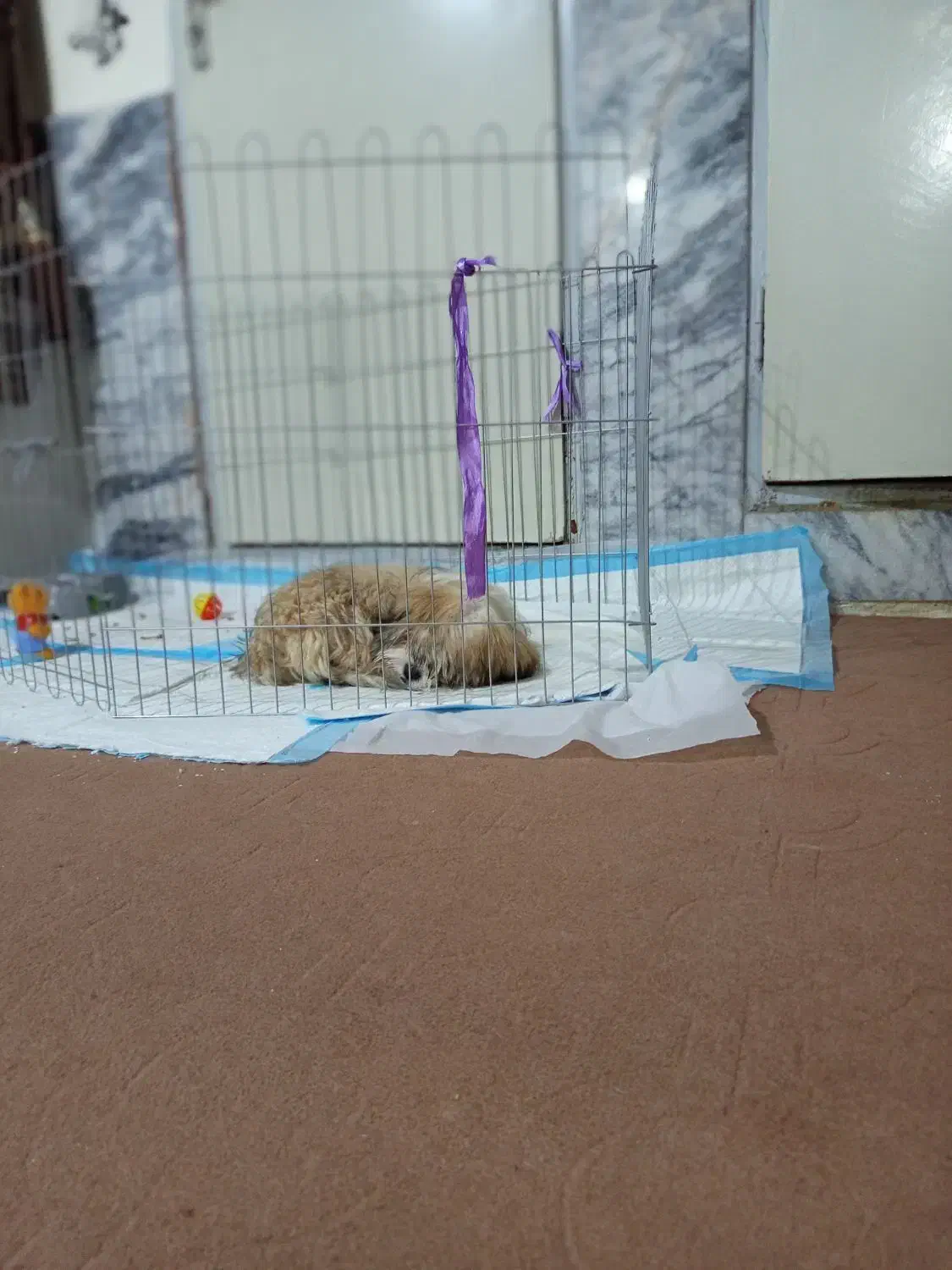 فروش پامر شیتزو.|سگ|مشهد, فاطمیه|دیوار