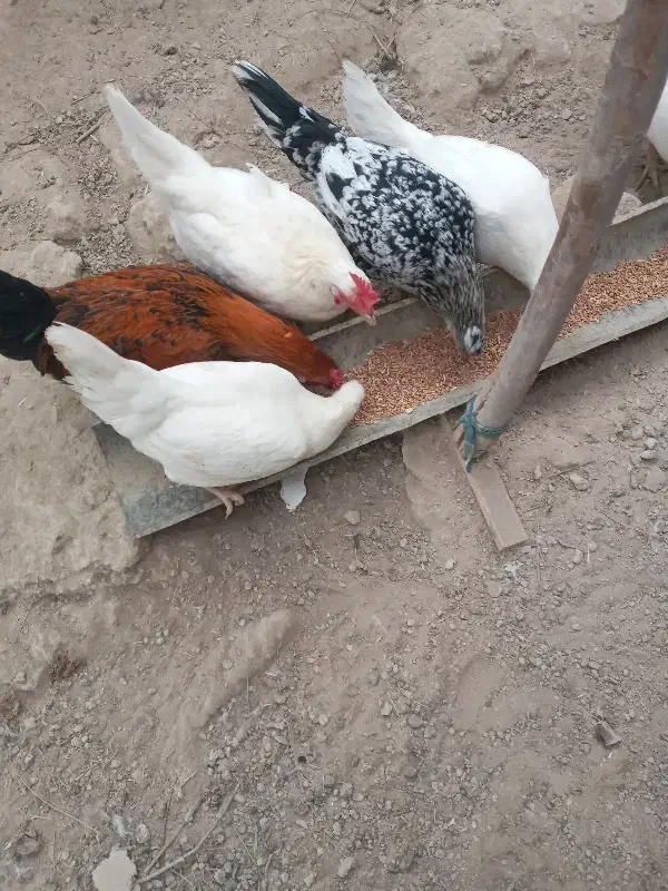 پنج تا مرغ چاق و چله بفروش میرسد|حیوانات مزرعه|نیمروز, |دیوار