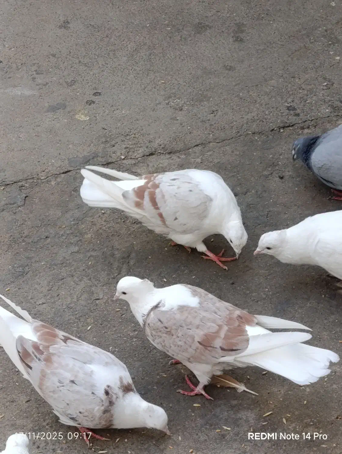 کبوتر|پرنده|چگنی, |دیوار