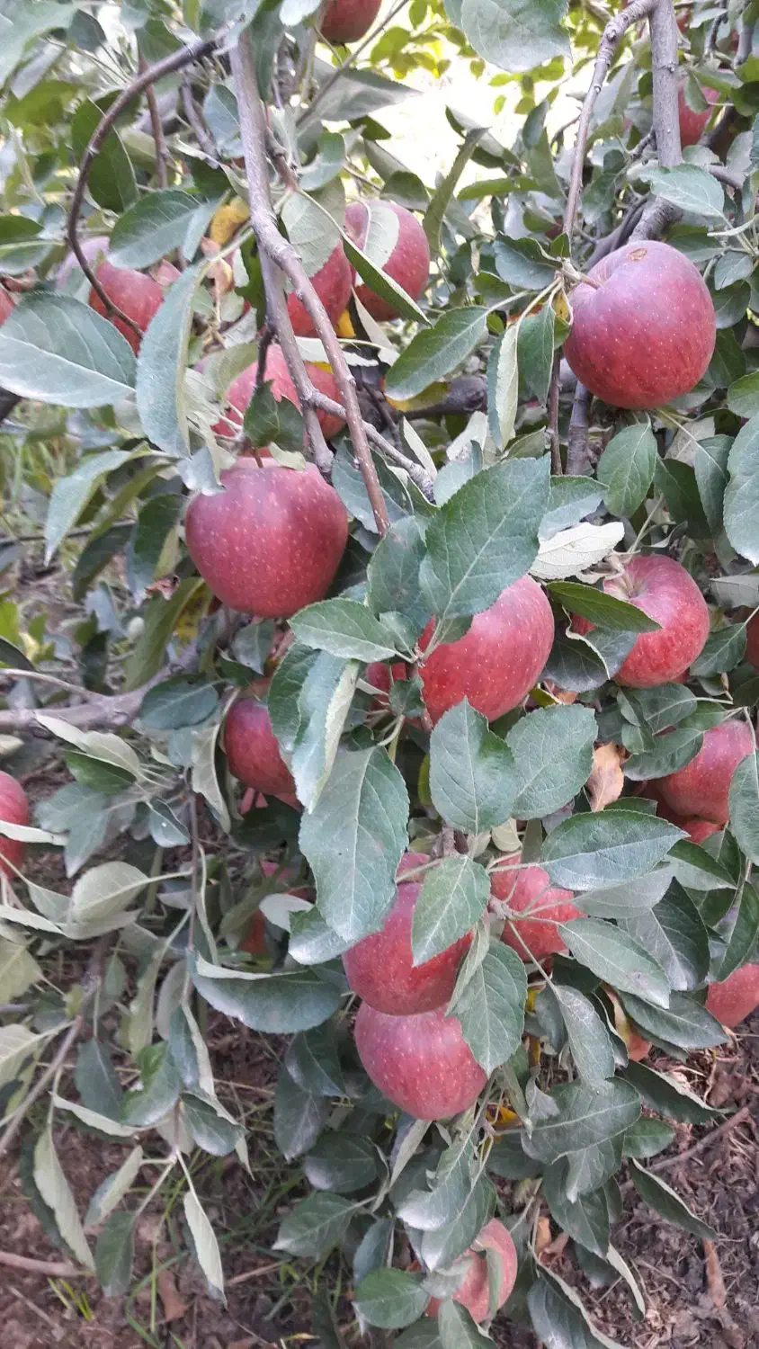 سیب قرمز|خوردنی و آشامیدنی|اشنویه, |دیوار