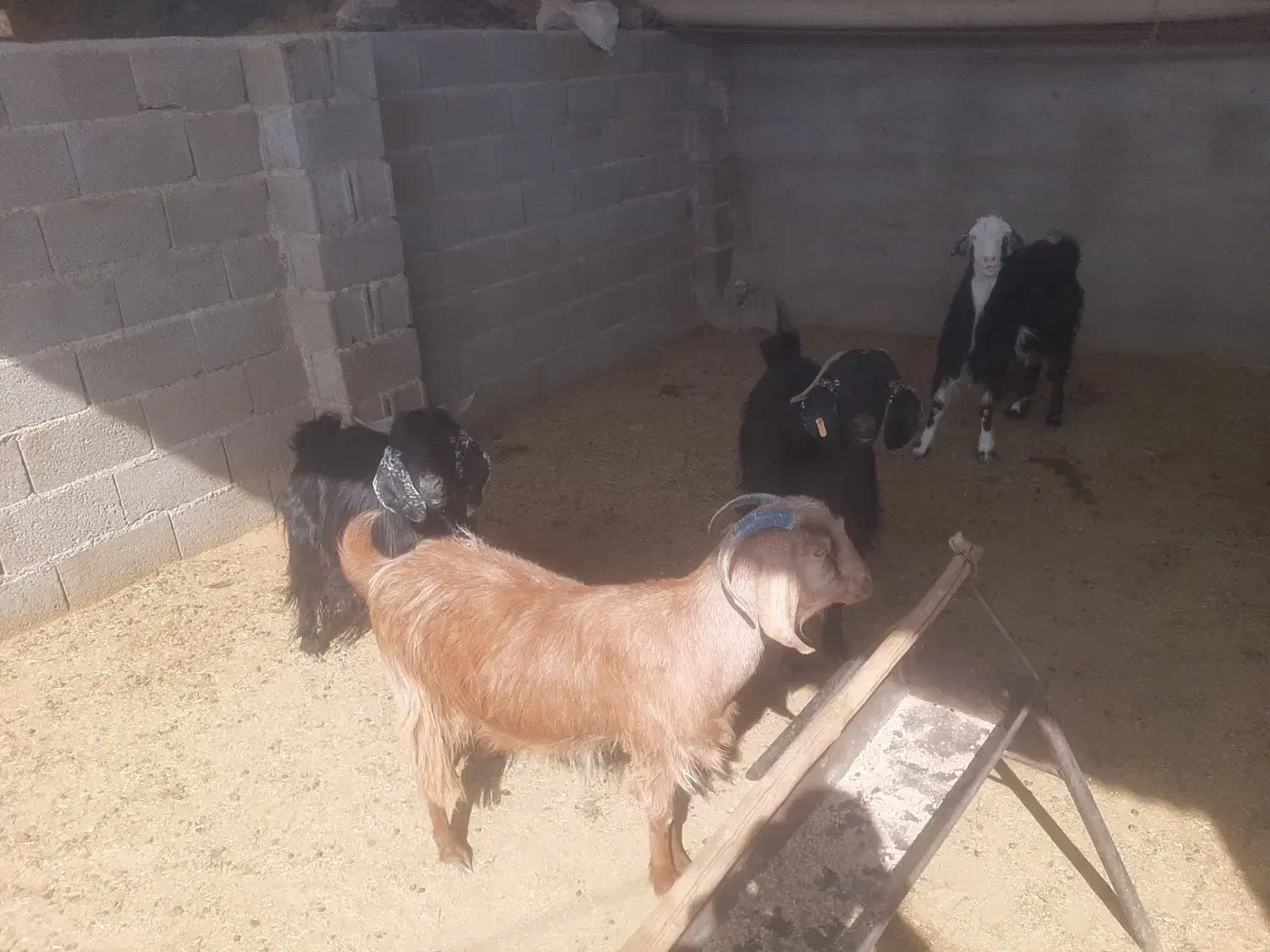 بز چاق تخت بره چاق تخت|حیوانات مزرعه|مرودشت, ده بید|دیوار