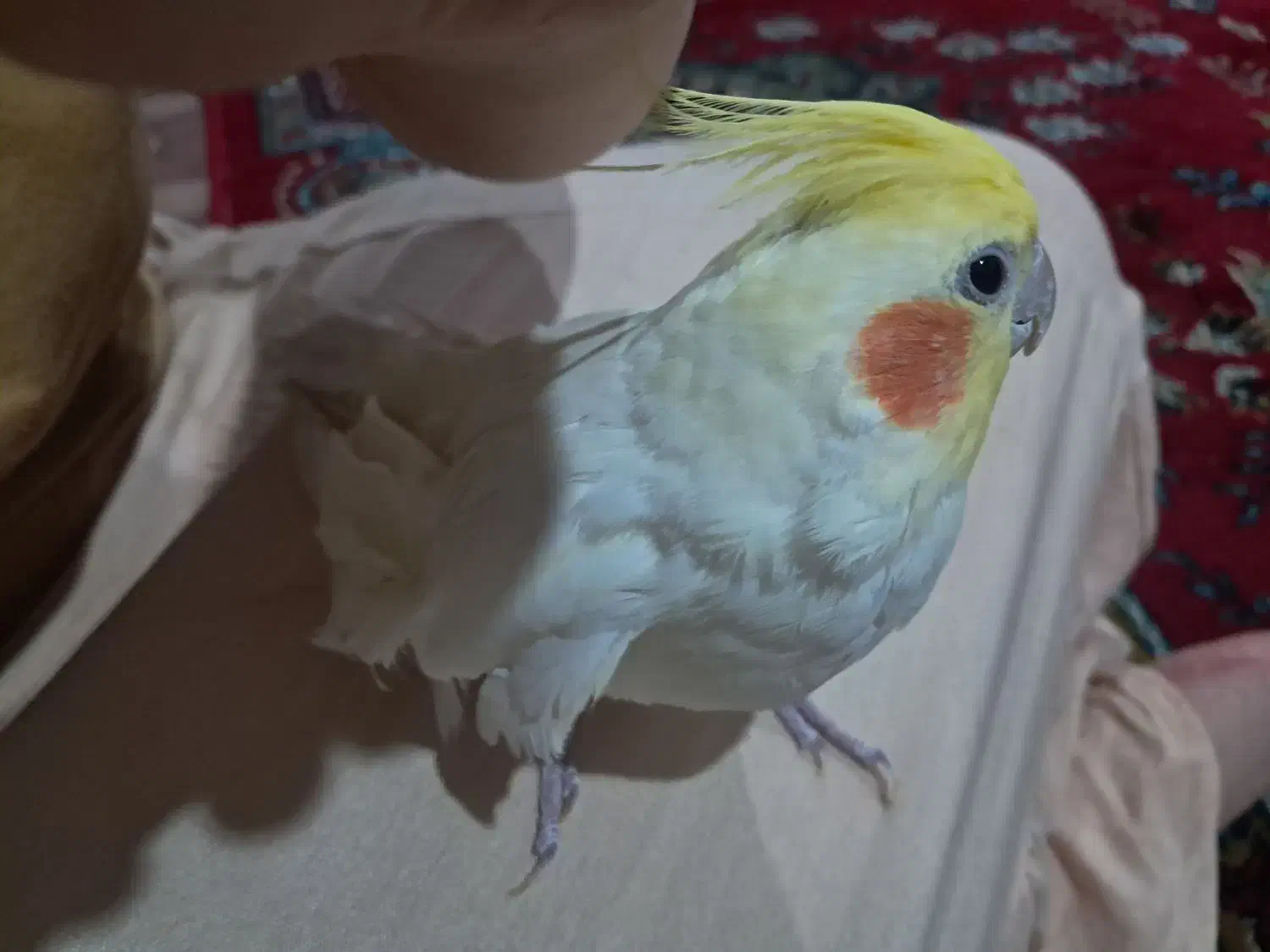 2عددعروس هلندی|پرنده|رشت, ترمینال|دیوار