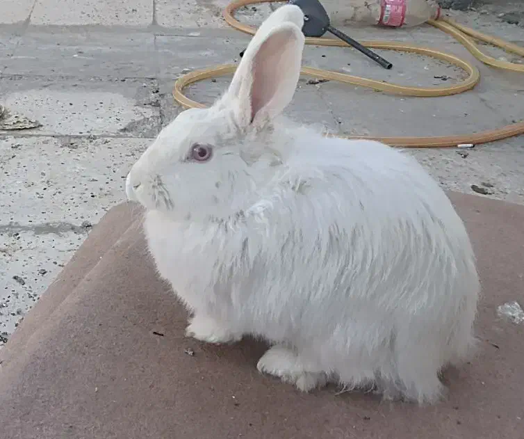 خرگوش|موش و خرگوش|مشهد, شهید قربانی|دیوار