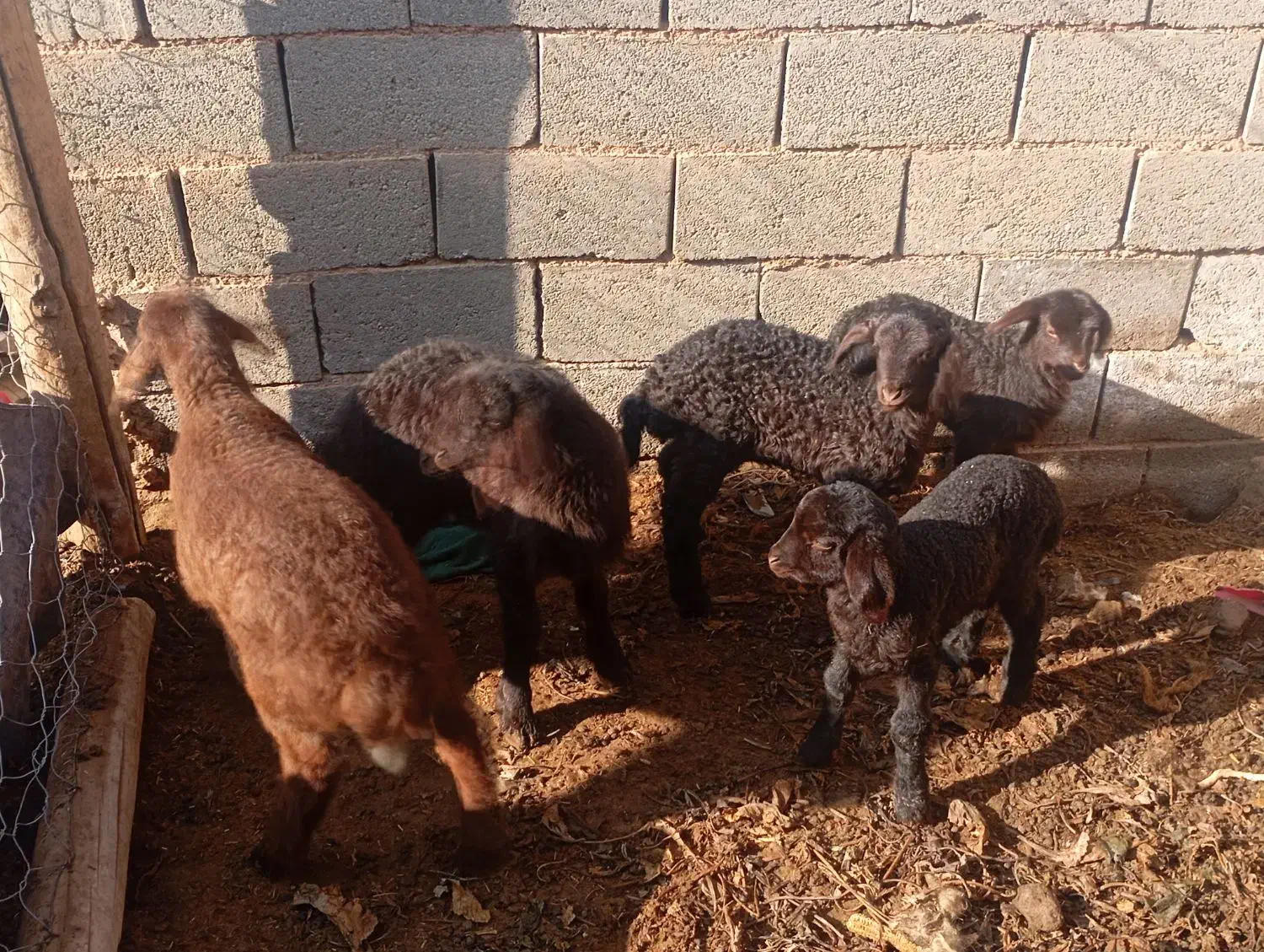 گوسفند|حیوانات مزرعه|سبزوار, علمدار|دیوار