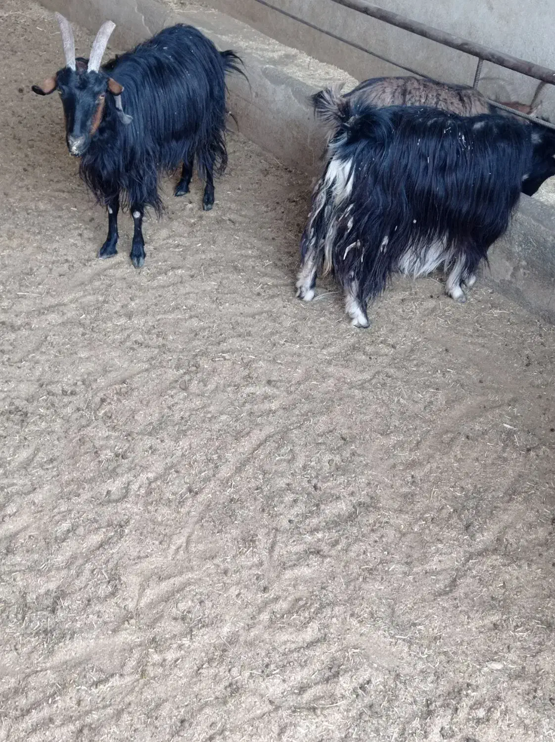 بره و بز و کولار بره کیلویی ۳۸۰|حیوانات مزرعه|کاشان, آیت الله سعیدی|دیوار