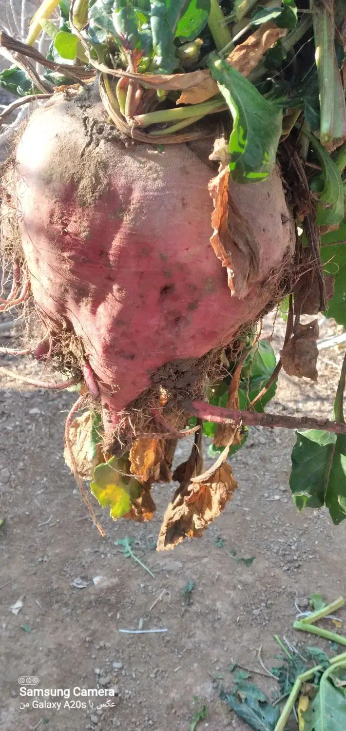 چغندر  قرمز مخصوص دام|حیوانات مزرعه|اسفراین, |دیوار