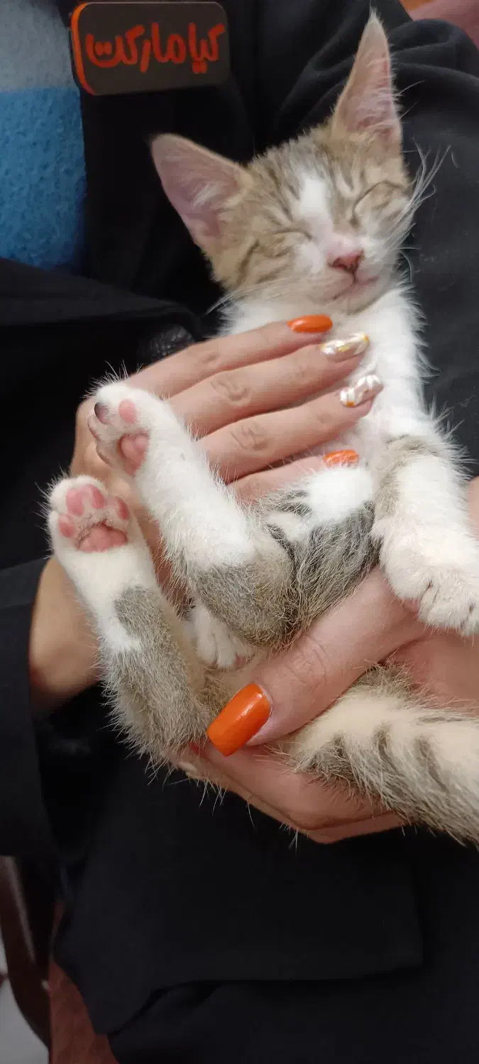 حیوانات|گربه|لاهیجان, گلستان|دیوار