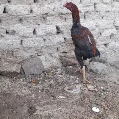 خروس گمشده|حیوانات|سراوان, |دیوار