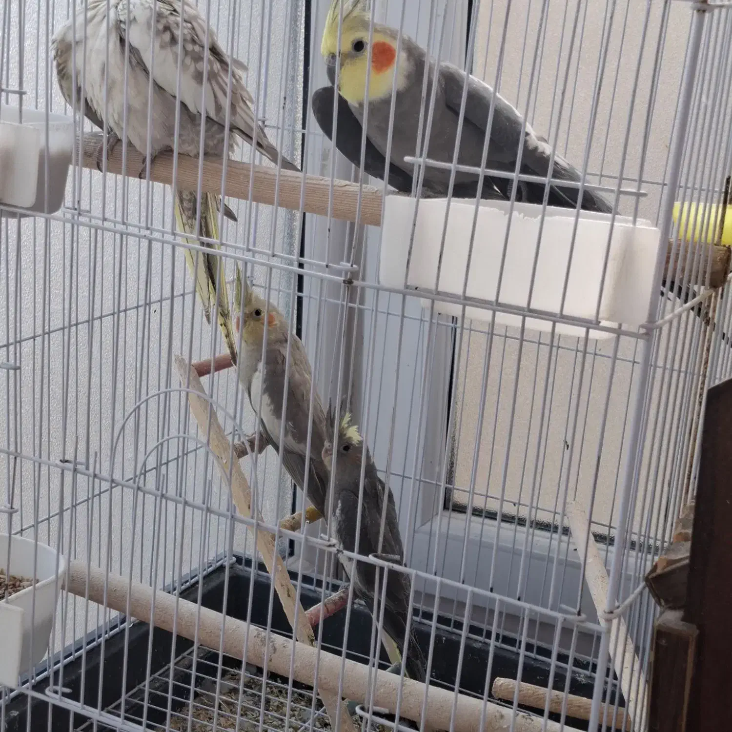 جفت عروس هلندی خانگی|پرنده|تهران, شهرک آسمان|دیوار