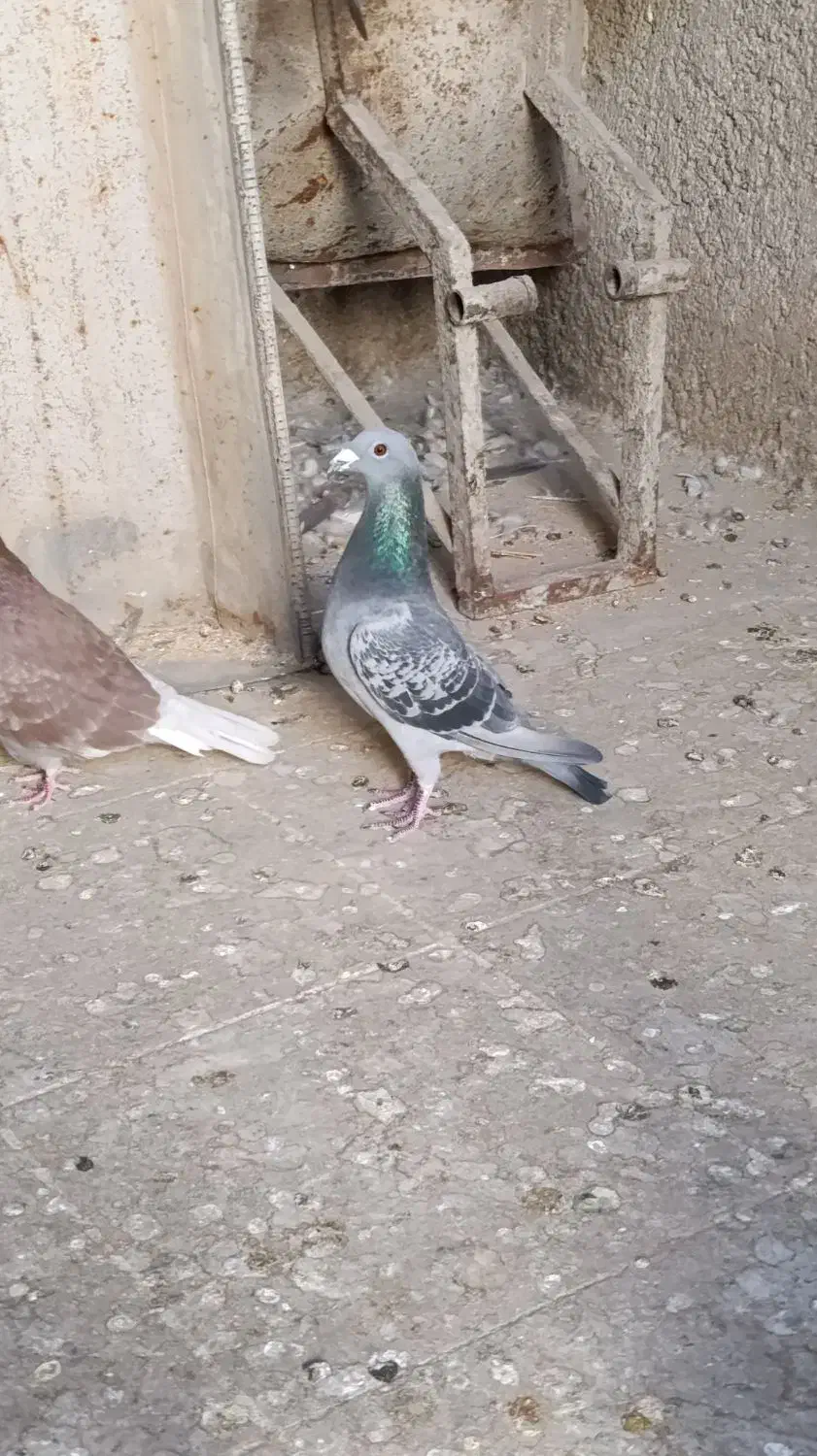 معاوضه کبوتر پلاکی|پرنده|گچی, |دیوار