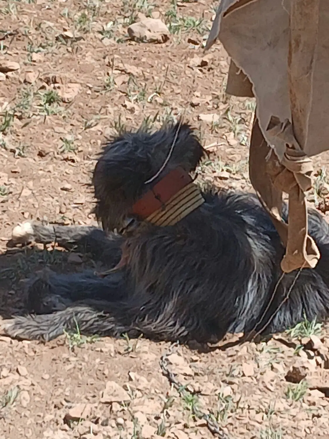 سگ گله|سگ|داران, |دیوار