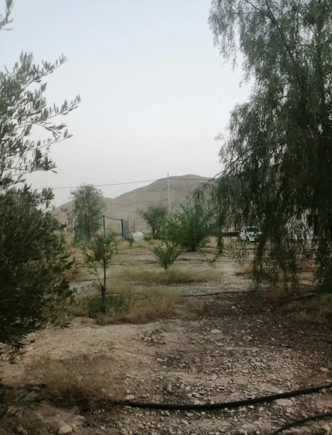 باغ شهری حسن لری|فروش زمین و ملک کلنگی|لار, |دیوار