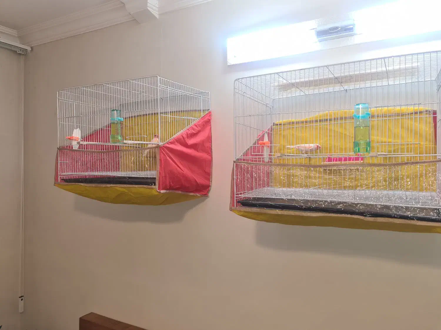 قناری موزاییکی جفت شده آماه|پرنده|مشهد, سناباد|دیوار