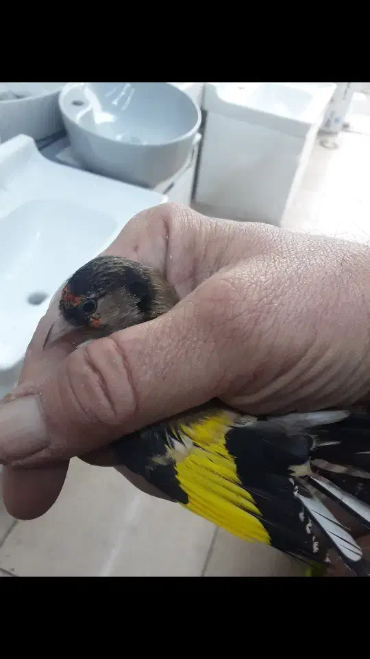 سهره|پرنده|تهران, فلاح|دیوار