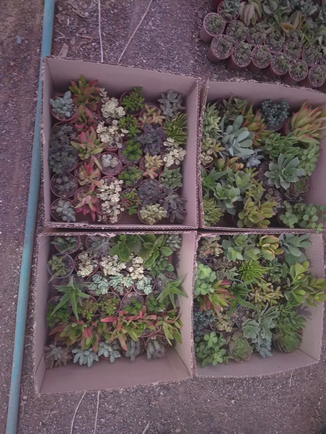 گل و ساکولنت، کاکتوس ، هدیه ،روز دختر ،دانش آموز|گل و گیاه طبیعی|مشهد, رسالت|دیوار