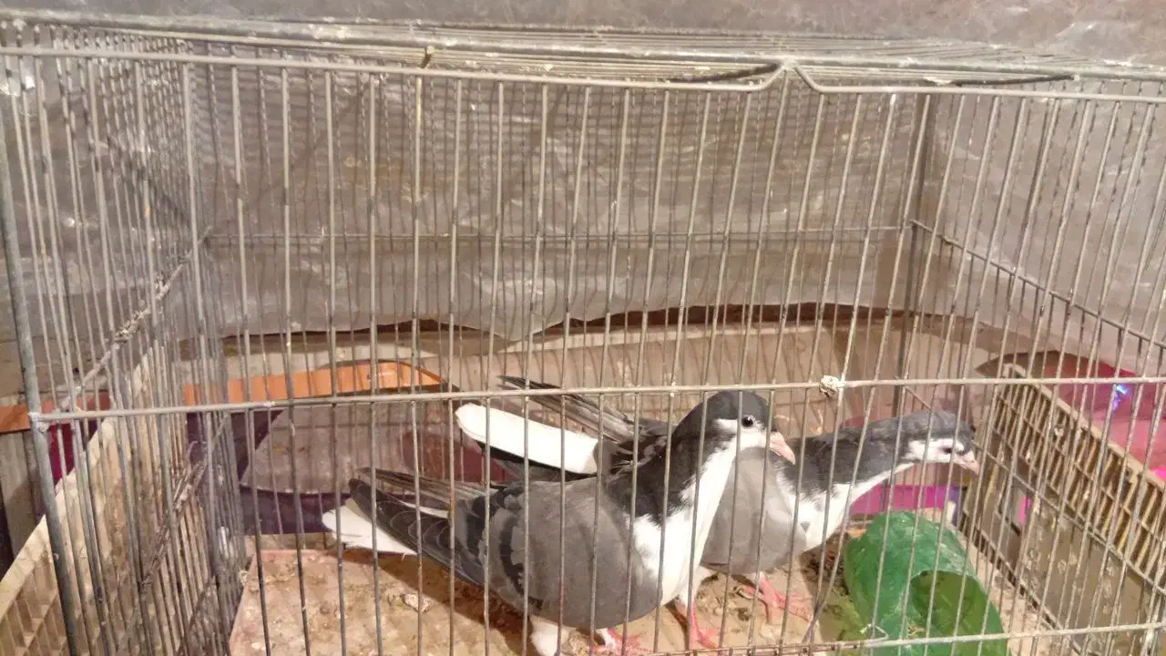 کبوتر خوش رنگ جوجه اند|پرنده|شهرضا, |دیوار