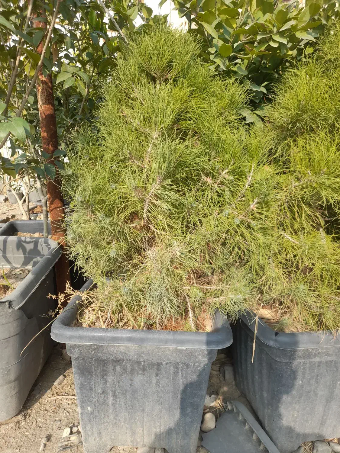 یاس هلندی|خدمات باغبانی و درختکاری|مشهد, باغ فراگرد|دیوار