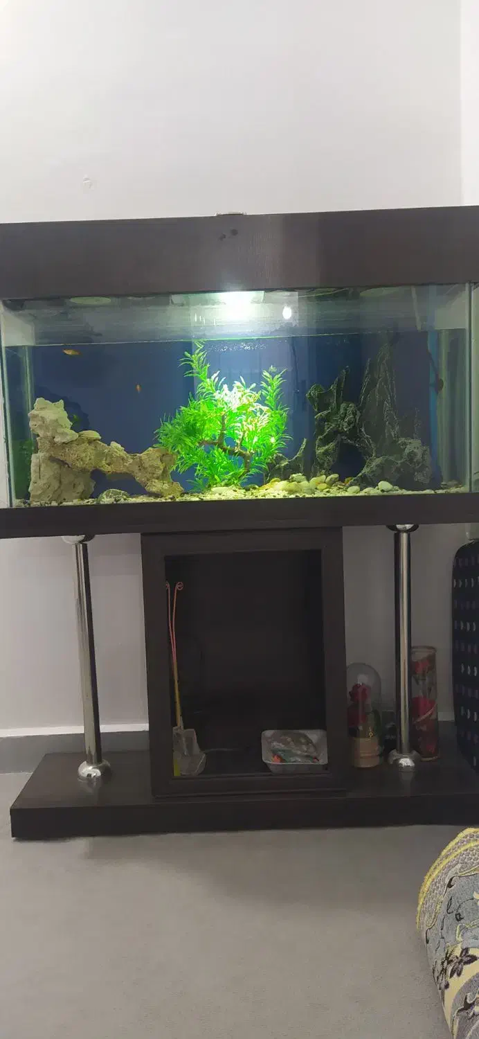 اکواریوم کامل با لوازم|ماهی|دزفول, |دیوار