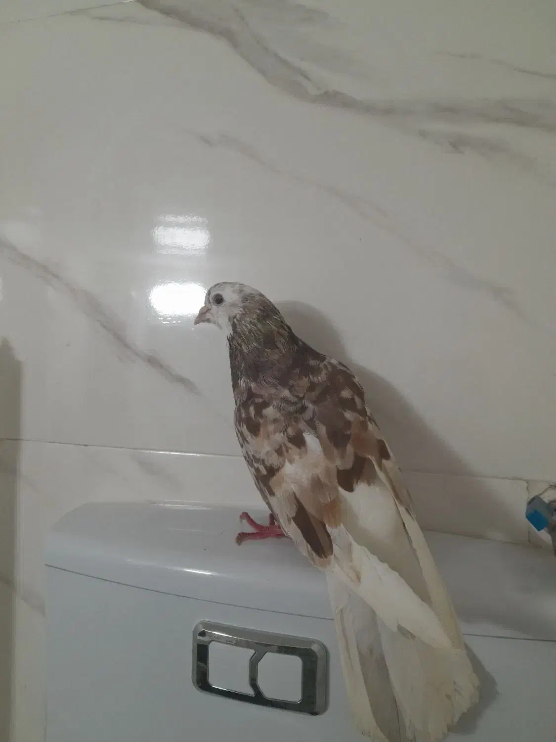 کبوتر پرشی|پرنده|صائین قلعه, |دیوار