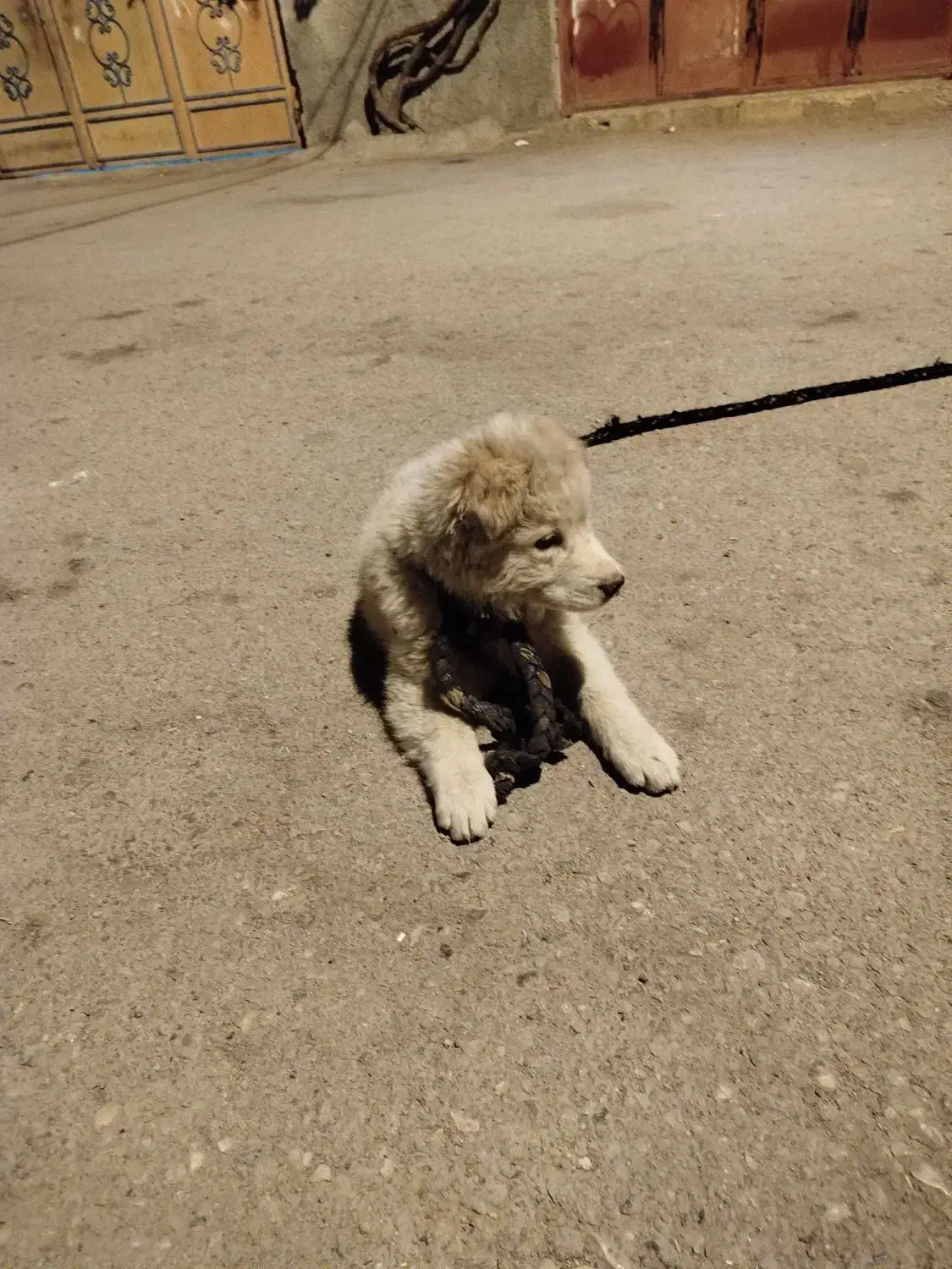 پامر خرسی قیمت ۱۵۰۰۰۰۰|سگ|یاسوج, |دیوار