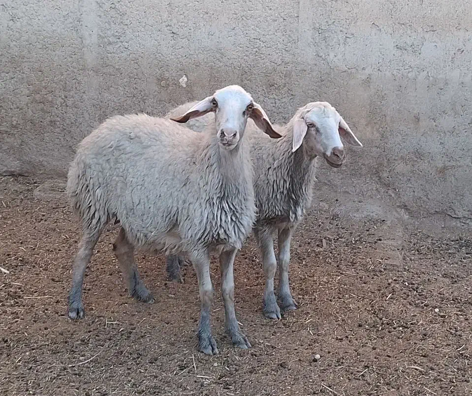 2 راس شک آبستن دره شهر|حیوانات مزرعه|دره شهر, |دیوار