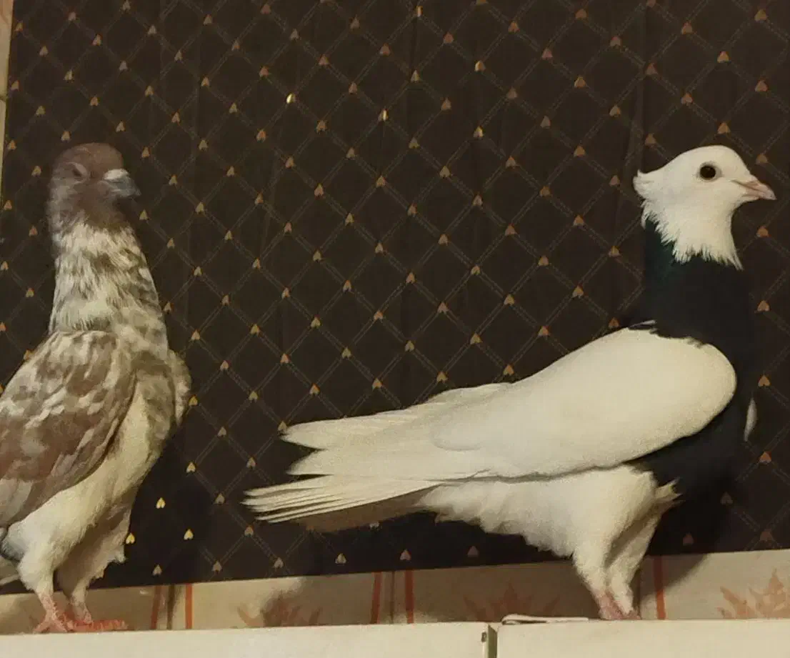 طوقی سیاه/سوسکی|پرنده|شیراز, لب آب|دیوار