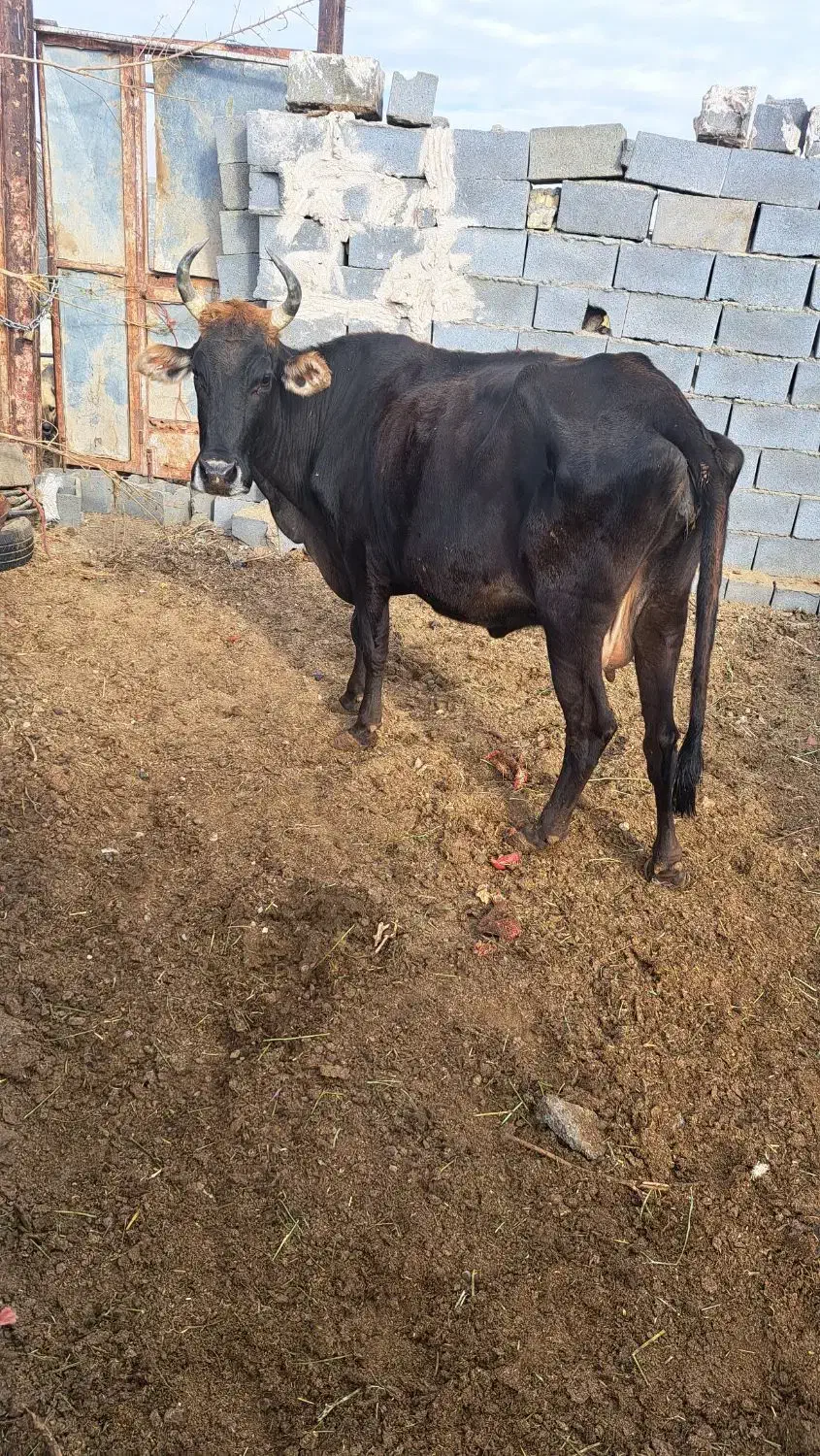 گاو|حیوانات مزرعه|مهریز, |دیوار