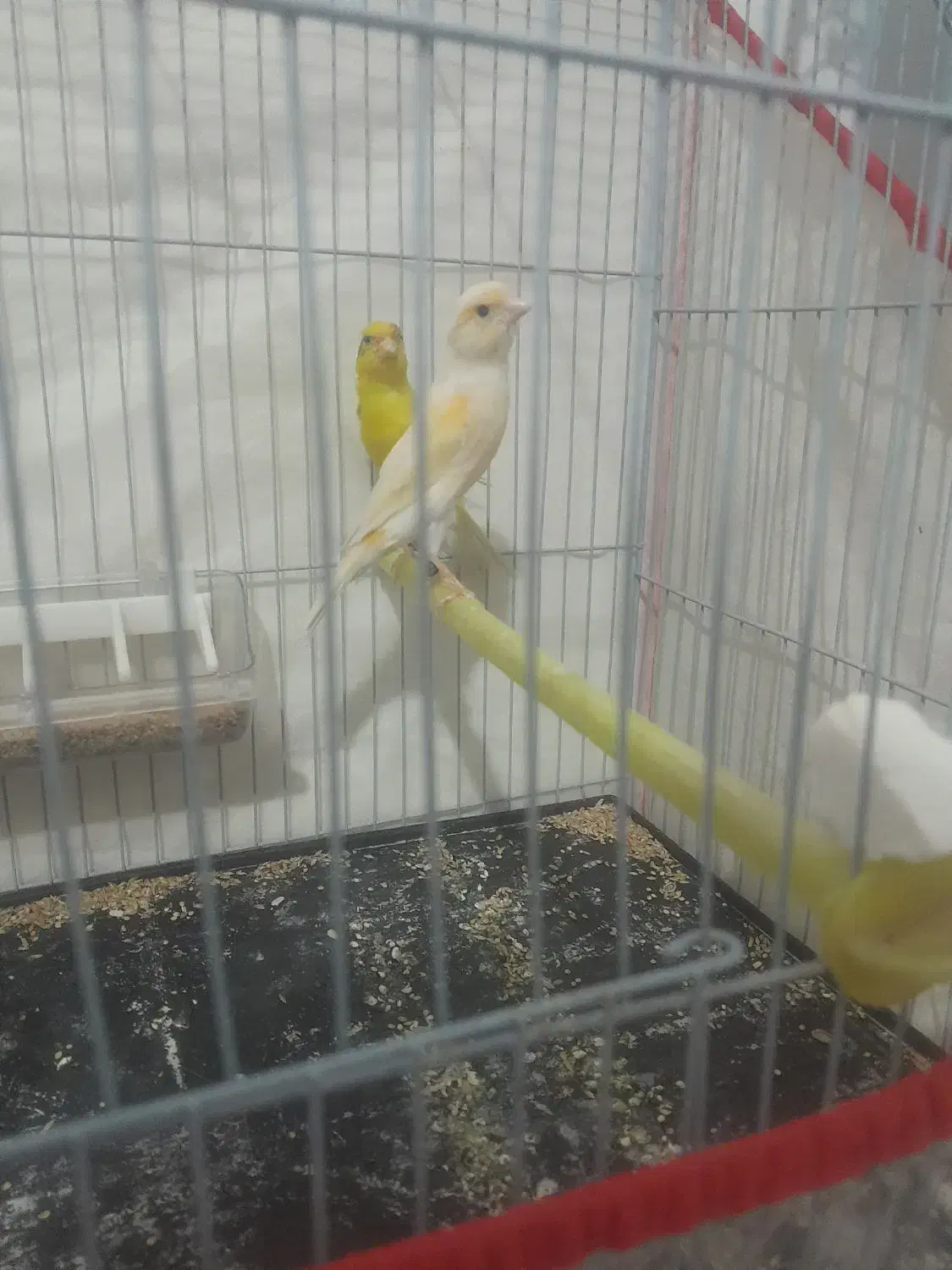 قناری جفت|پرنده|تربت‌حیدریه, طالقانی|دیوار