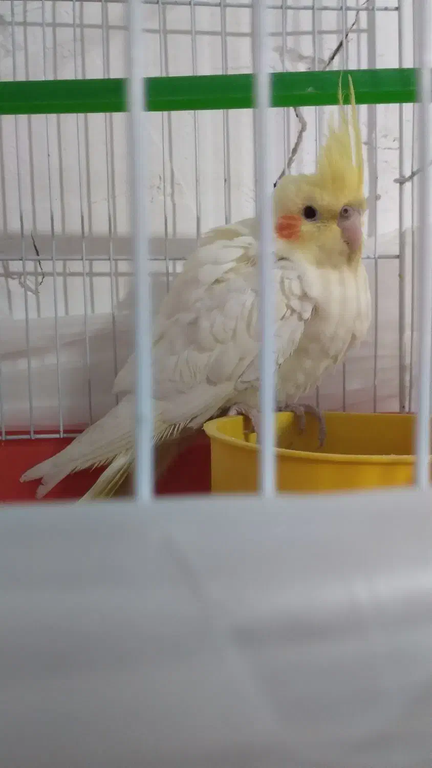 عروس هلندی|پرنده|بافت, |دیوار