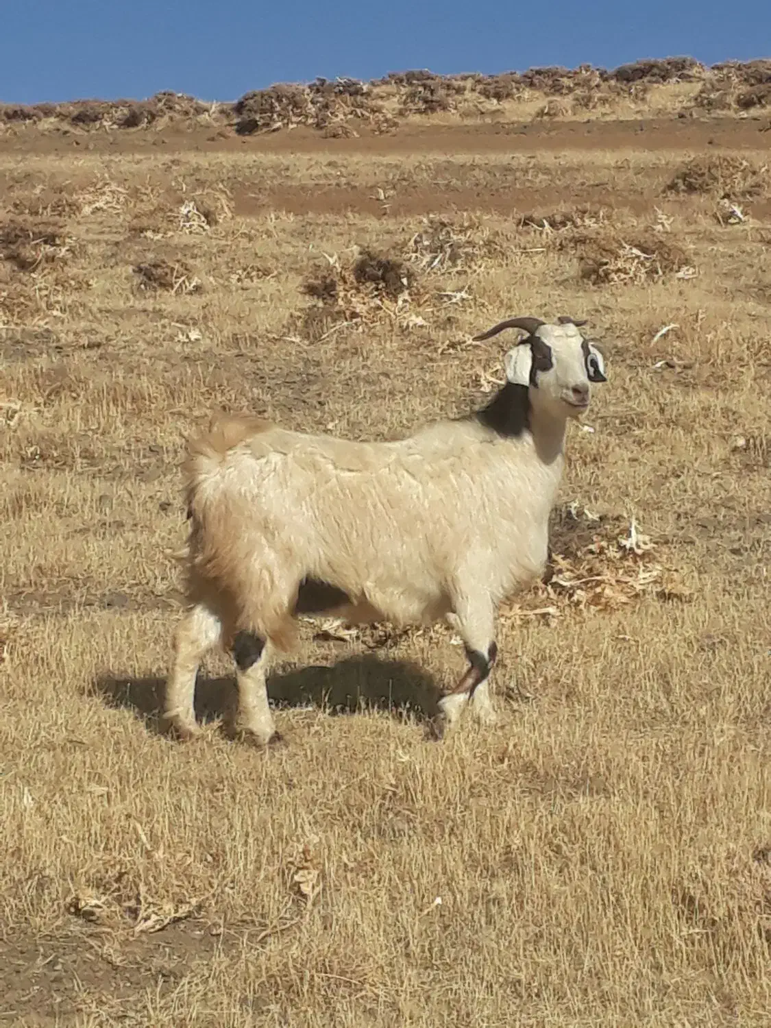 دو‌راس‌بز‌خارجی‌دو‌قلوزا|حیوانات مزرعه|حسین آباد, |دیوار