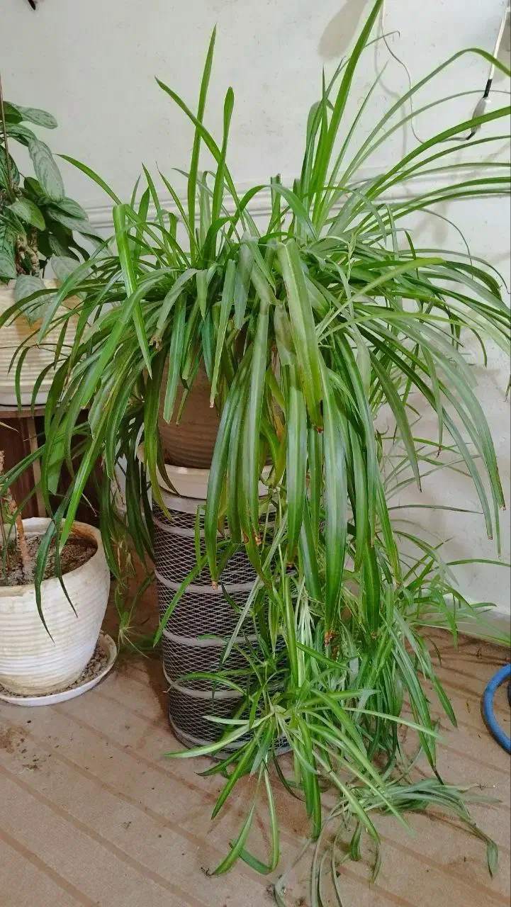 فروش تعدادی گل آپارتمانی|گل و گیاه طبیعی|شاهینشهر, عطار|دیوار