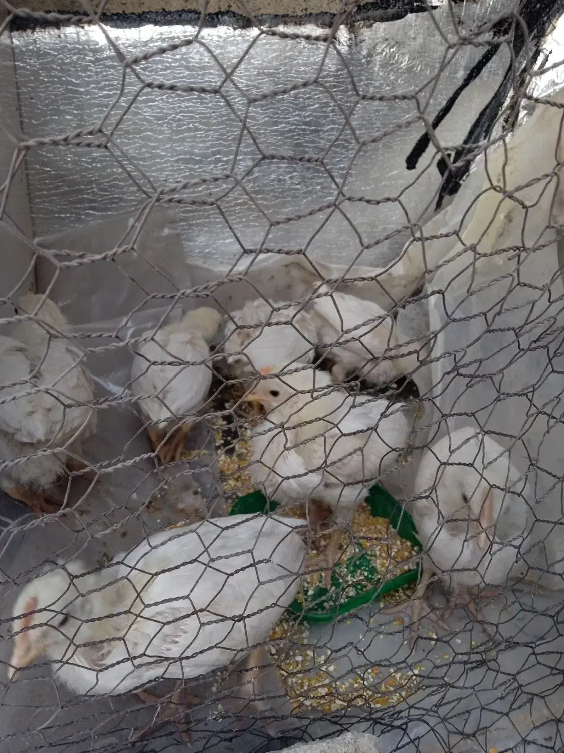 جوجه مرغ و خروس|حیوانات مزرعه|تهران, خاک سفید|دیوار