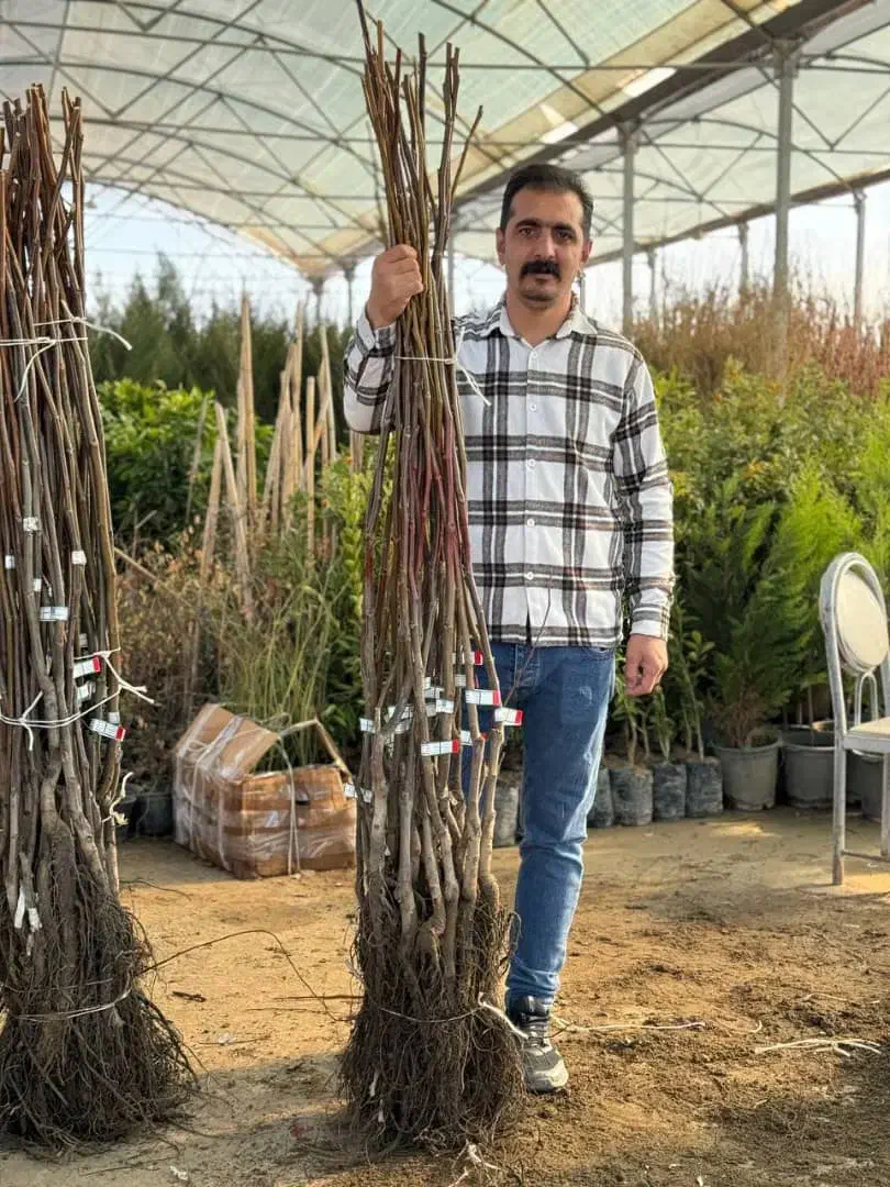 فروش نهال گردو مرغوب - تضمینی|خدمات باغبانی و درختکاری|آباده, |دیوار