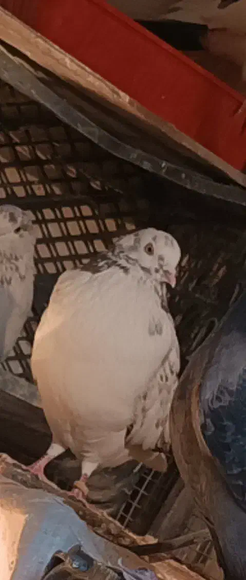 کبوت ر گم شده|حیوانات|محمدشهر, یزدیها|دیوار