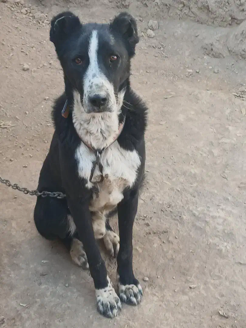 سگ نگهبان|سگ|شراء, |دیوار