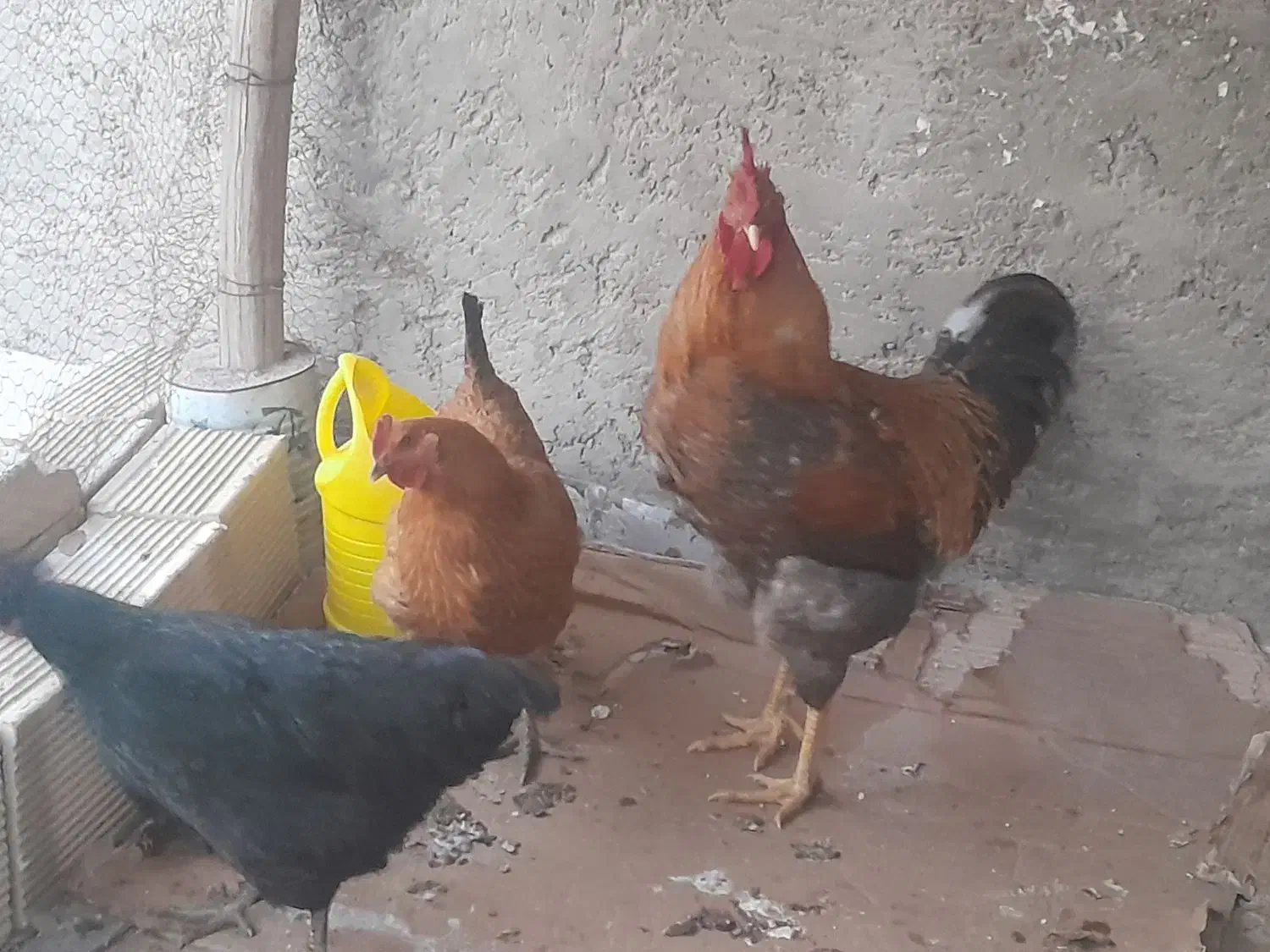 مرغ و خروس|حیوانات مزرعه|اصفهان, ارداجی|دیوار