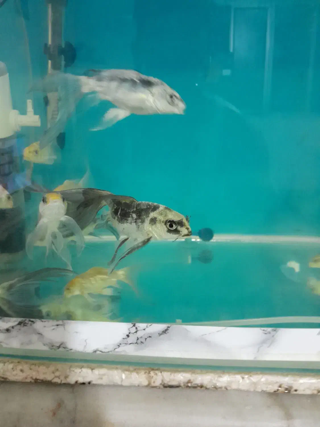 فروش تعدادی ماهی کوی|ماهی|بروجرد, |دیوار