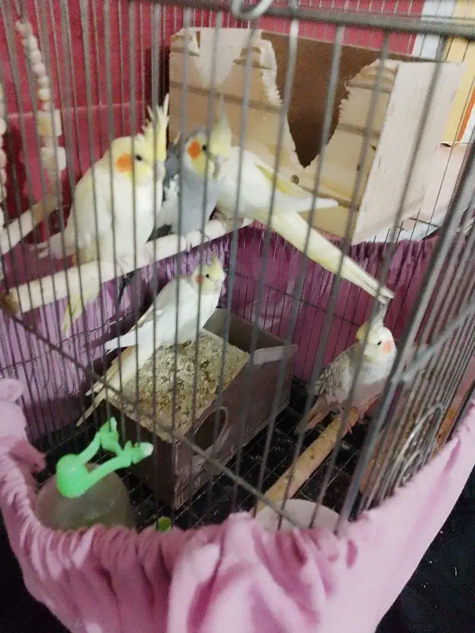 عروس هلندی|پرنده|بوئین زهرا, |دیوار