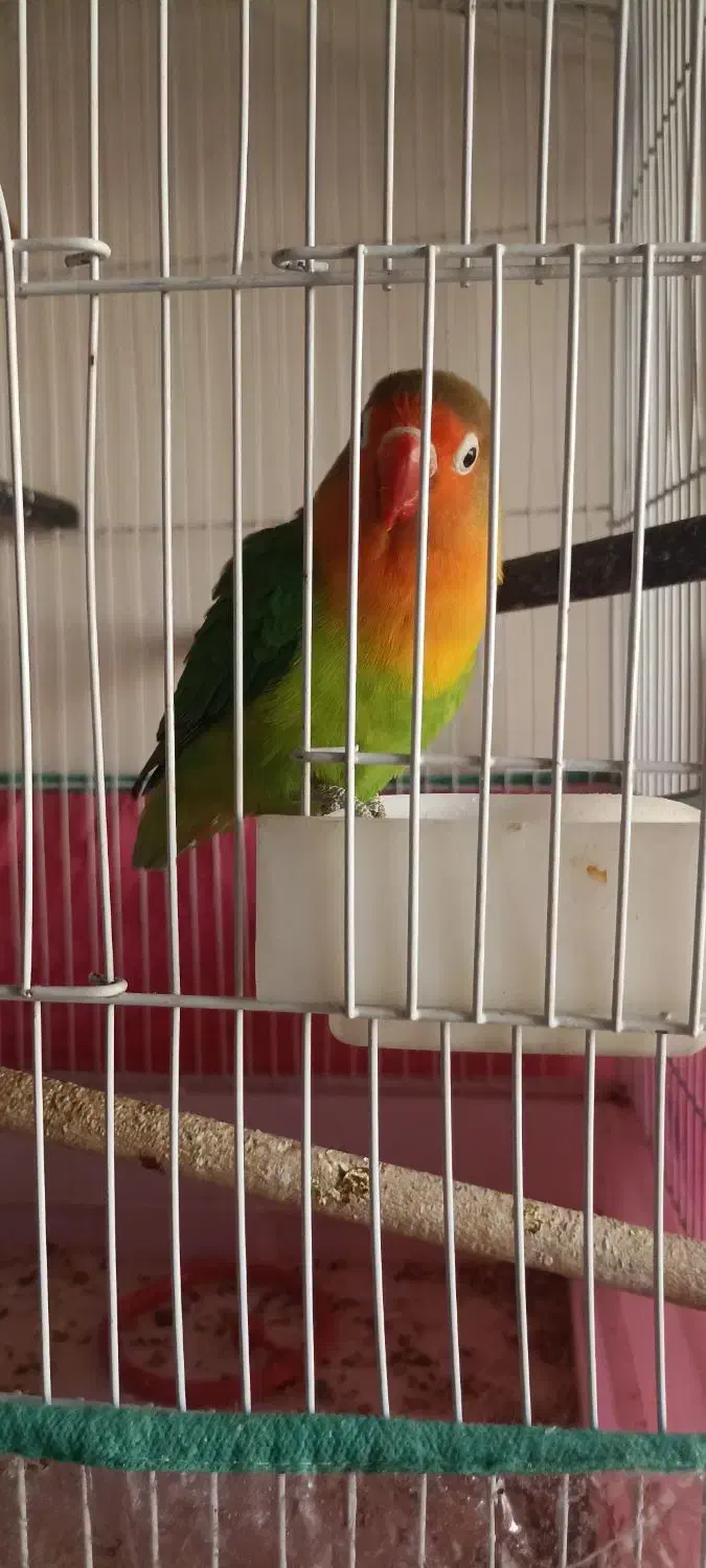 طوطی برزیلی|پرنده|شیراز, امام حسین|دیوار