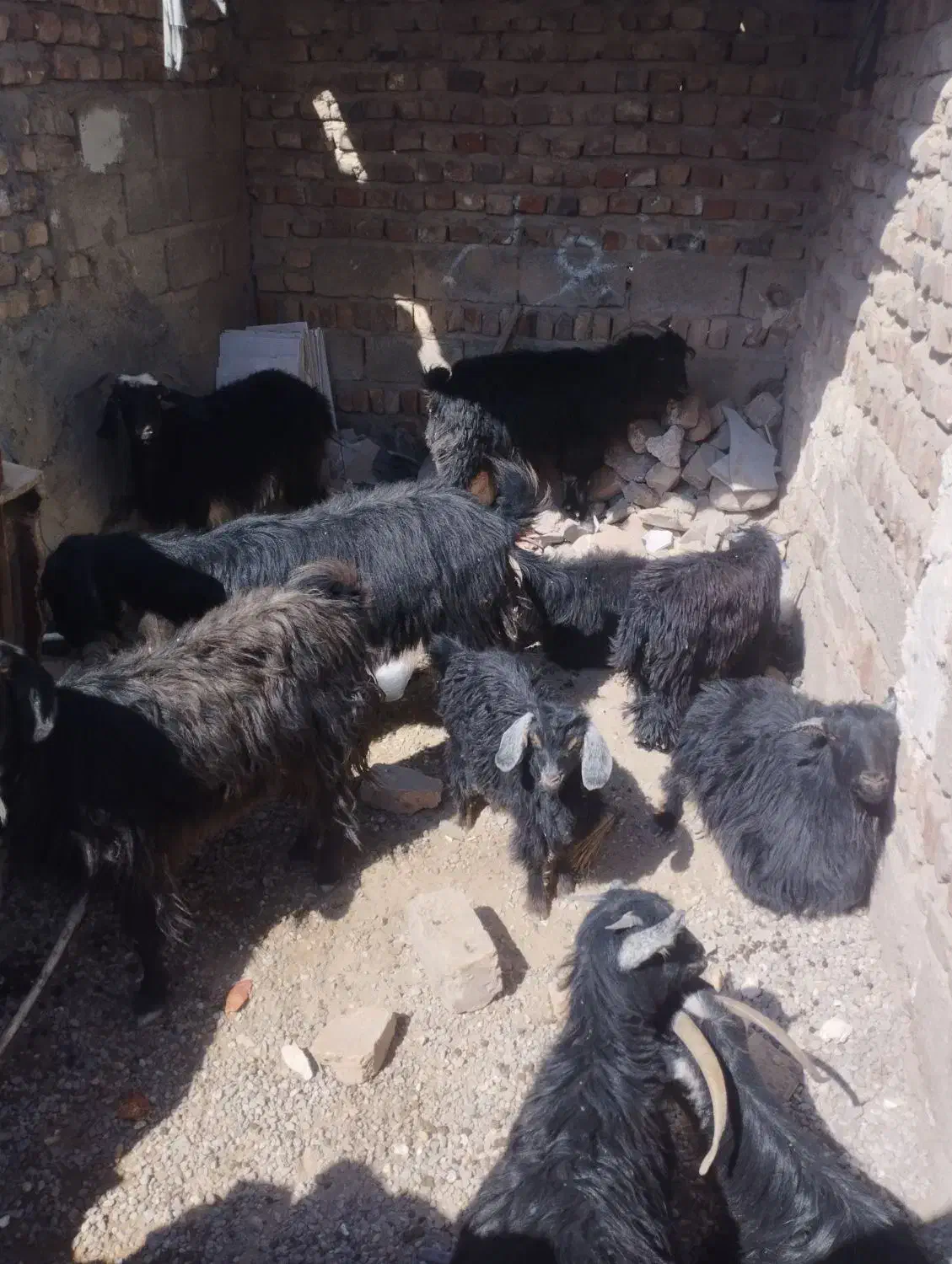 گوسفند فروشی|حیوانات مزرعه|خاش, |دیوار